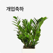 개업화분